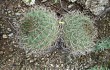 Anteprima di Gymnocalycium nigriareolatum