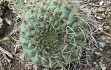 Vista previa de Gymnocalycium nigriareolatum