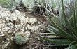 Vista previa de Gymnocalycium nigriareolatum