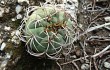 Anteprima di Gymnocalycium nigriareolatum