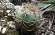 Anteprima di Gymnocalycium nigriareolatum