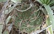 Anteprima di Gymnocalycium nigriareolatum