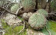 Vista previa de Gymnocalycium nigriareolatum