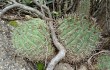 Vista previa de Gymnocalycium nigriareolatum