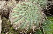 Vista previa de Gymnocalycium nigriareolatum