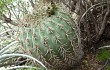 Anteprima di Gymnocalycium nigriareolatum