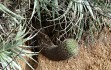 Preview photo Gymnocalycium nigriareolatum