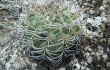 Anteprima di Gymnocalycium nigriareolatum