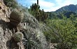 Vista previa de Gymnocalycium nigriareolatum