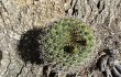 Vista previa de Gymnocalycium nigriareolatum