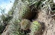 Vista previa de Gymnocalycium nigriareolatum