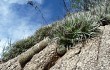 Vista previa de Gymnocalycium nigriareolatum