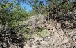 Vista previa de Gymnocalycium nigriareolatum