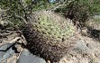 Vista previa de Gymnocalycium nigriareolatum