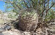 Vista previa de Gymnocalycium nigriareolatum