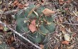 Anteprima di Gymnocalycium pflanzii