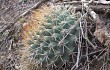 Vista previa de Gymnocalycium pflanzii