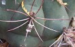 Preview photo Gymnocalycium pflanzii