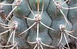 Anteprima di Gymnocalycium pflanzii