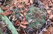 Preview photo Gymnocalycium pflanzii