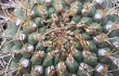 Anteprima di Gymnocalycium pflanzii