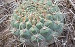 Anteprima di Gymnocalycium pflanzii