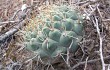 Anteprima di Gymnocalycium pflanzii