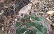 Vista previa de Gymnocalycium pflanzii