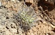 Anteprima di Gymnocalycium pflanzii