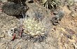 Preview photo Gymnocalycium pflanzii