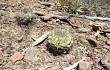 Anteprima di Gymnocalycium pflanzii