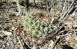 Anteprima di Gymnocalycium pflanzii