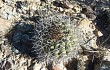 Anteprima di Gymnocalycium pflanzii