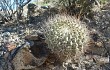 Vista previa de Gymnocalycium pflanzii