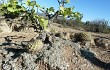 Anteprima di Gymnocalycium pflanzii