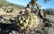 Anteprima di Gymnocalycium pflanzii