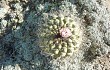 Vista previa de Gymnocalycium pflanzii