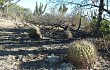 Vista previa de Gymnocalycium pflanzii