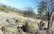 Vista previa de Gymnocalycium pflanzii