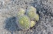 Vista previa de Gymnocalycium pflanzii