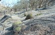 Vista previa de Gymnocalycium pflanzii