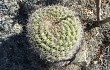 Preview photo Gymnocalycium pflanzii