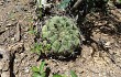 Preview photo Gymnocalycium pflanzii