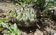 Vista previa de Gymnocalycium pflanzii