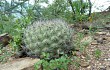 Vista previa de Gymnocalycium pflanzii