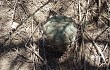 Preview photo Gymnocalycium pflanzii