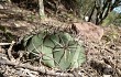 Preview photo Gymnocalycium pflanzii