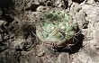 Anteprima di Gymnocalycium pflanzii