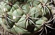 Preview photo Gymnocalycium pflanzii