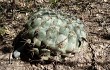 Anteprima di Gymnocalycium pflanzii